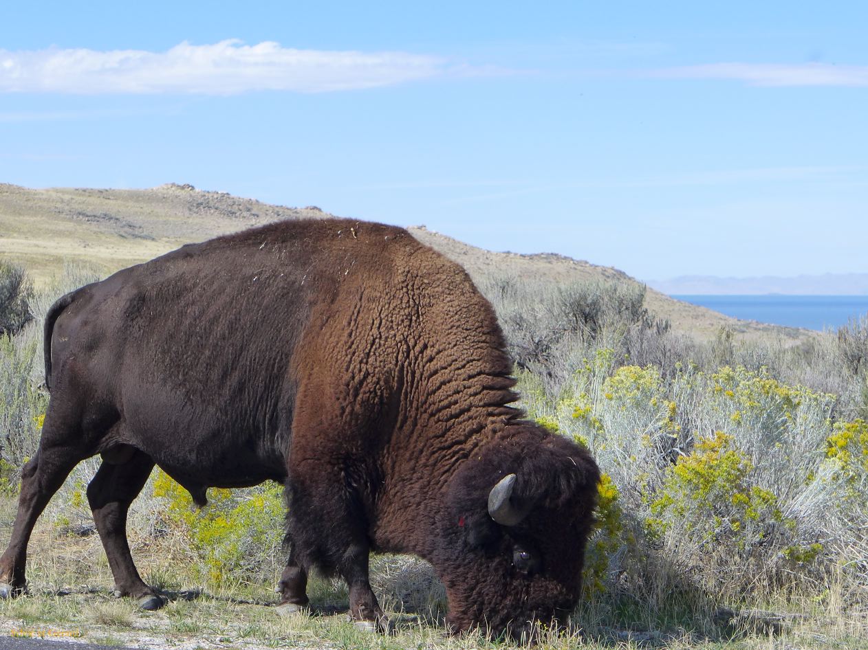 NEVADA Antelope Island Salt Lake City 05