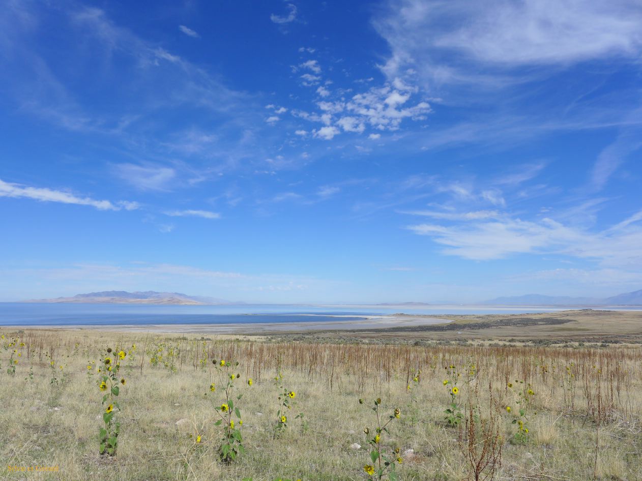 NEVADA Antelope Island Salt Lake City 06