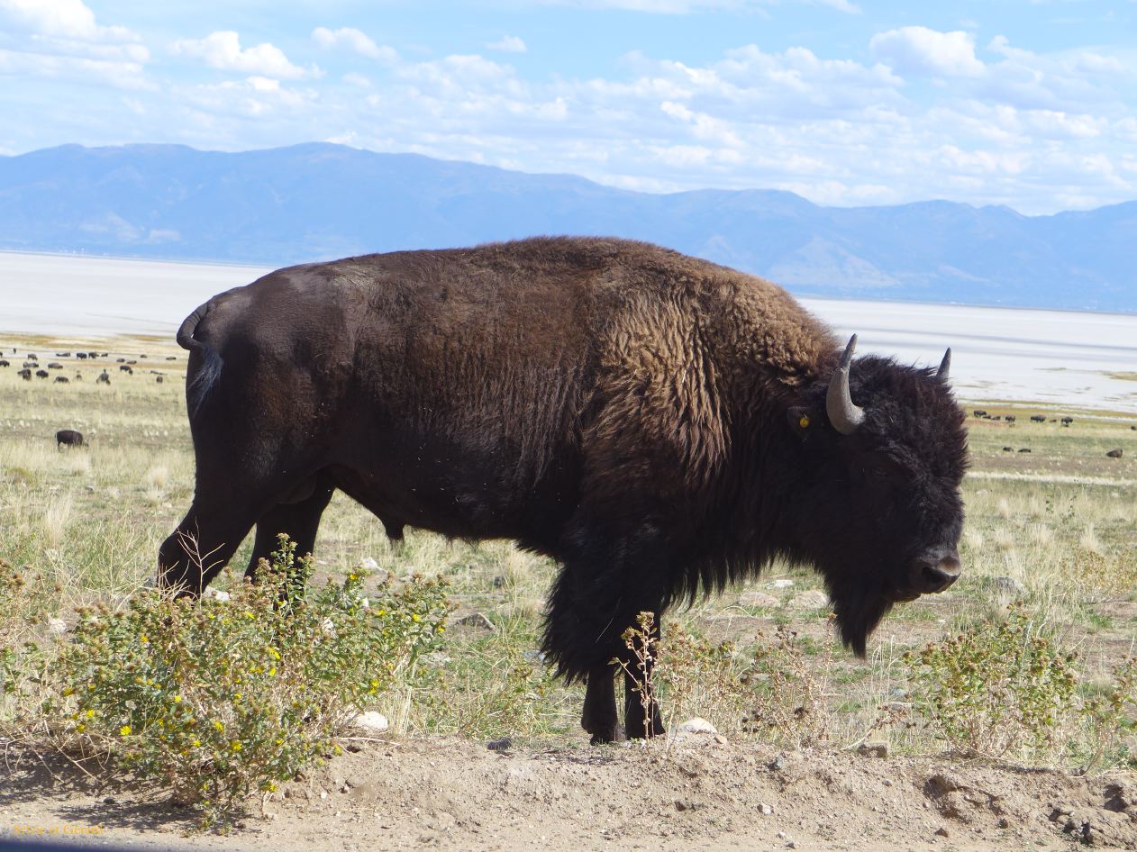 NEVADA Antelope Island Salt Lake City 14