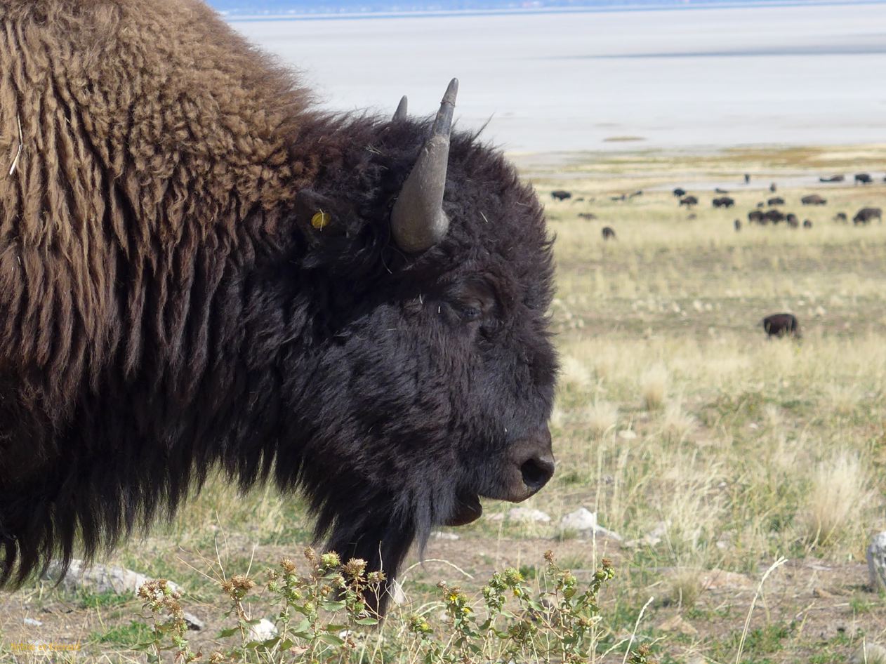 NEVADA Antelope Island Salt Lake City 15
