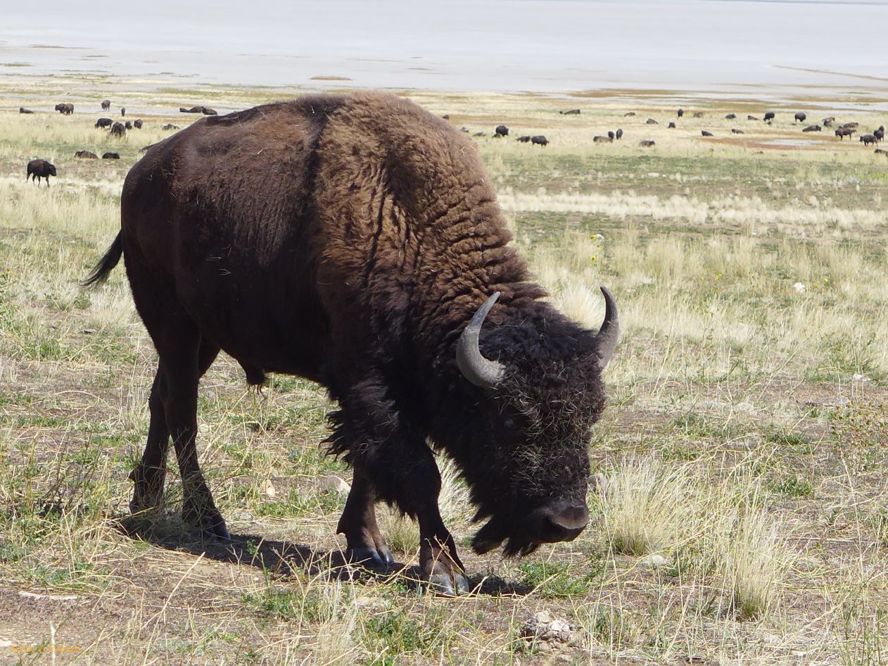 NEVADA Antelope Island Salt Lake City 17