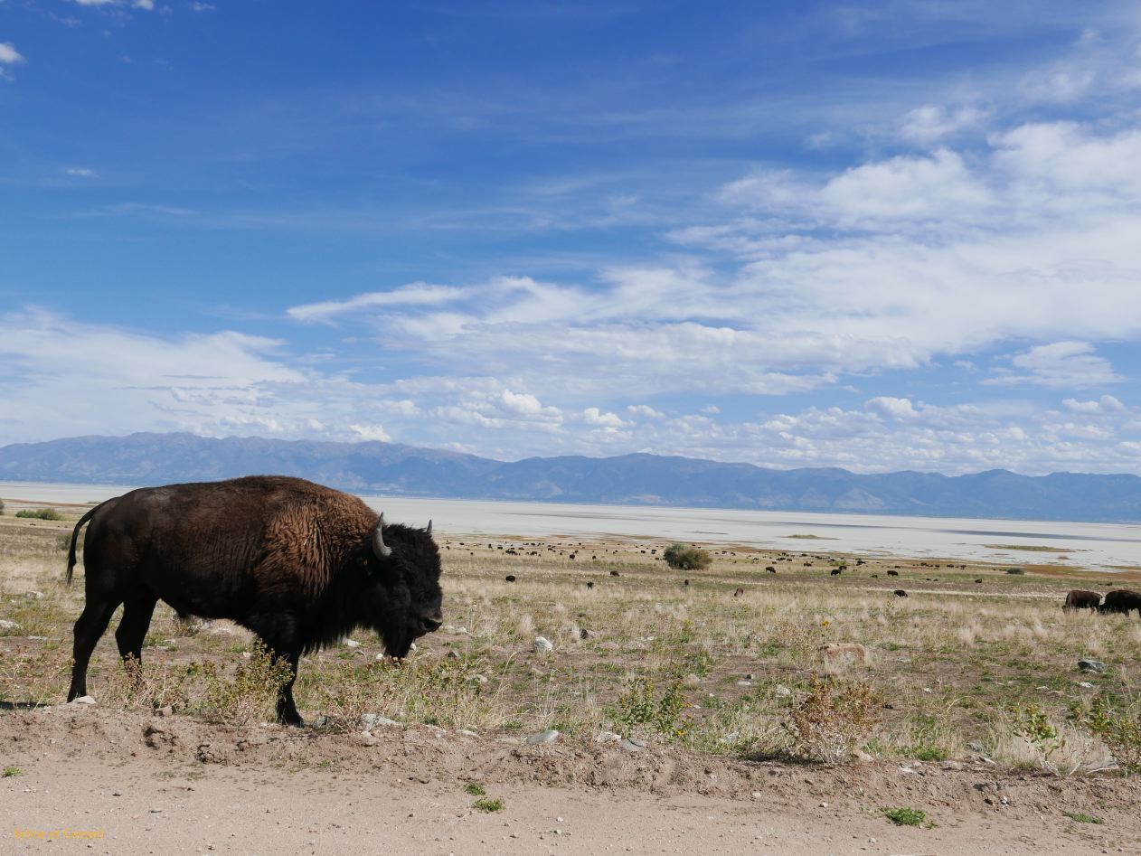 NEVADA Antelope Island Salt Lake City 20