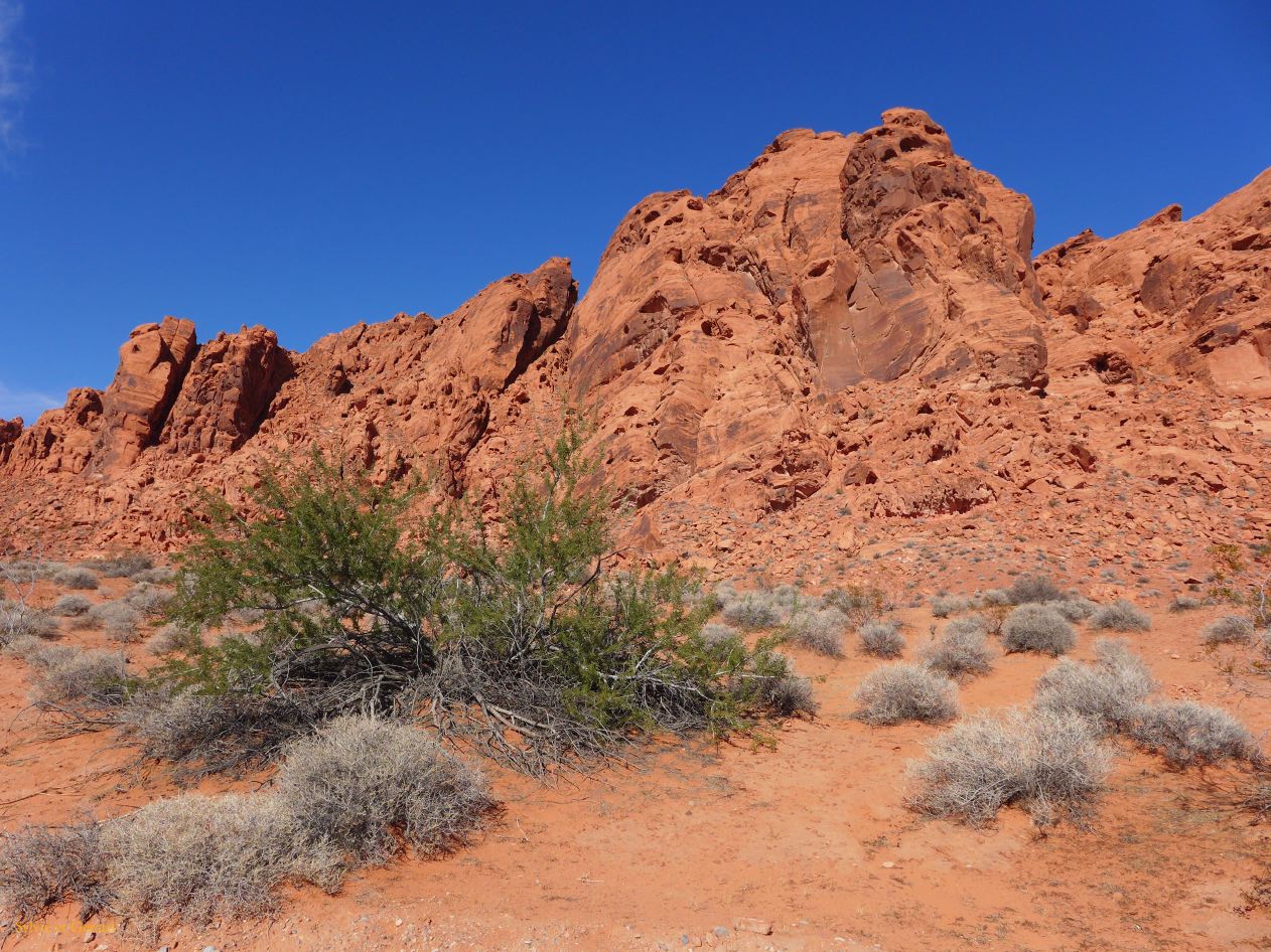 NEVADA Valley of Fire 01