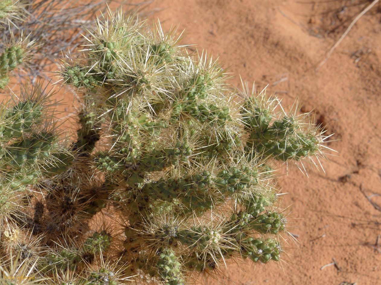 NEVADA Valley of Fire 05