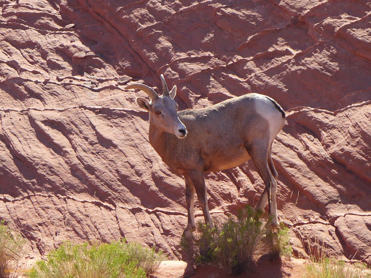 NEVADA Valley of Fire 08