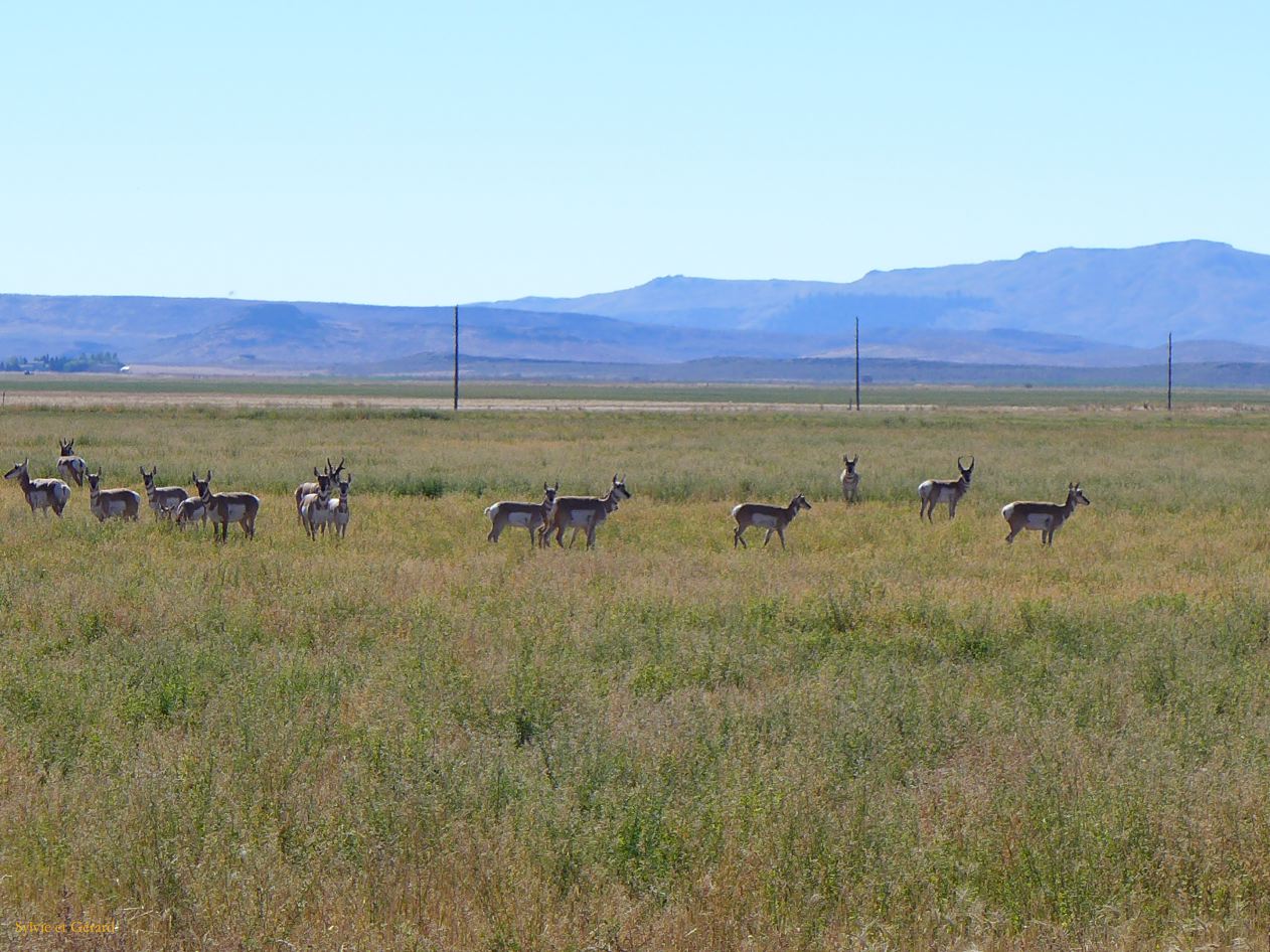 OREGON 04 Pronghorns sur leur chemin de migration