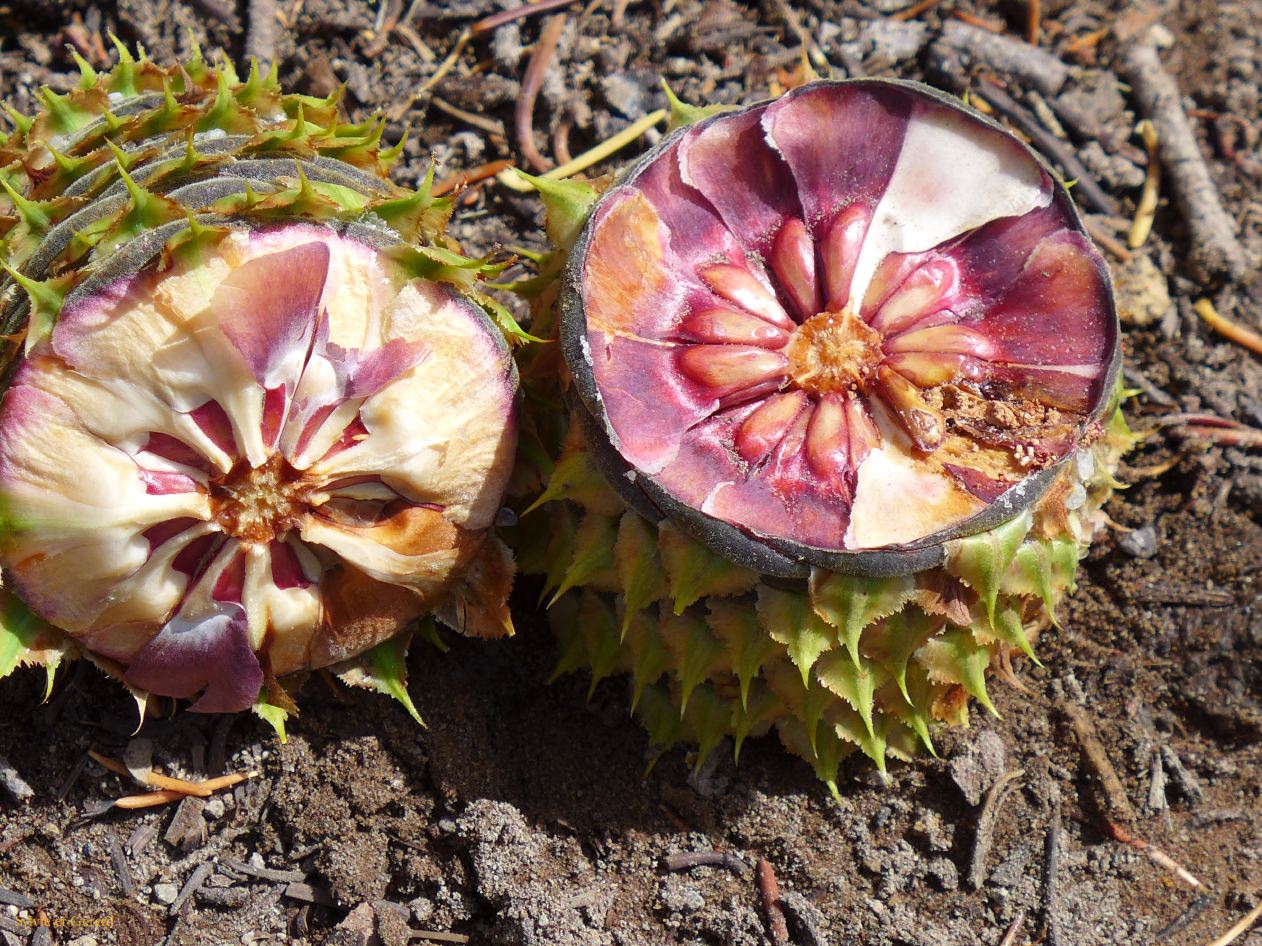 OREGON Crater Lake 05