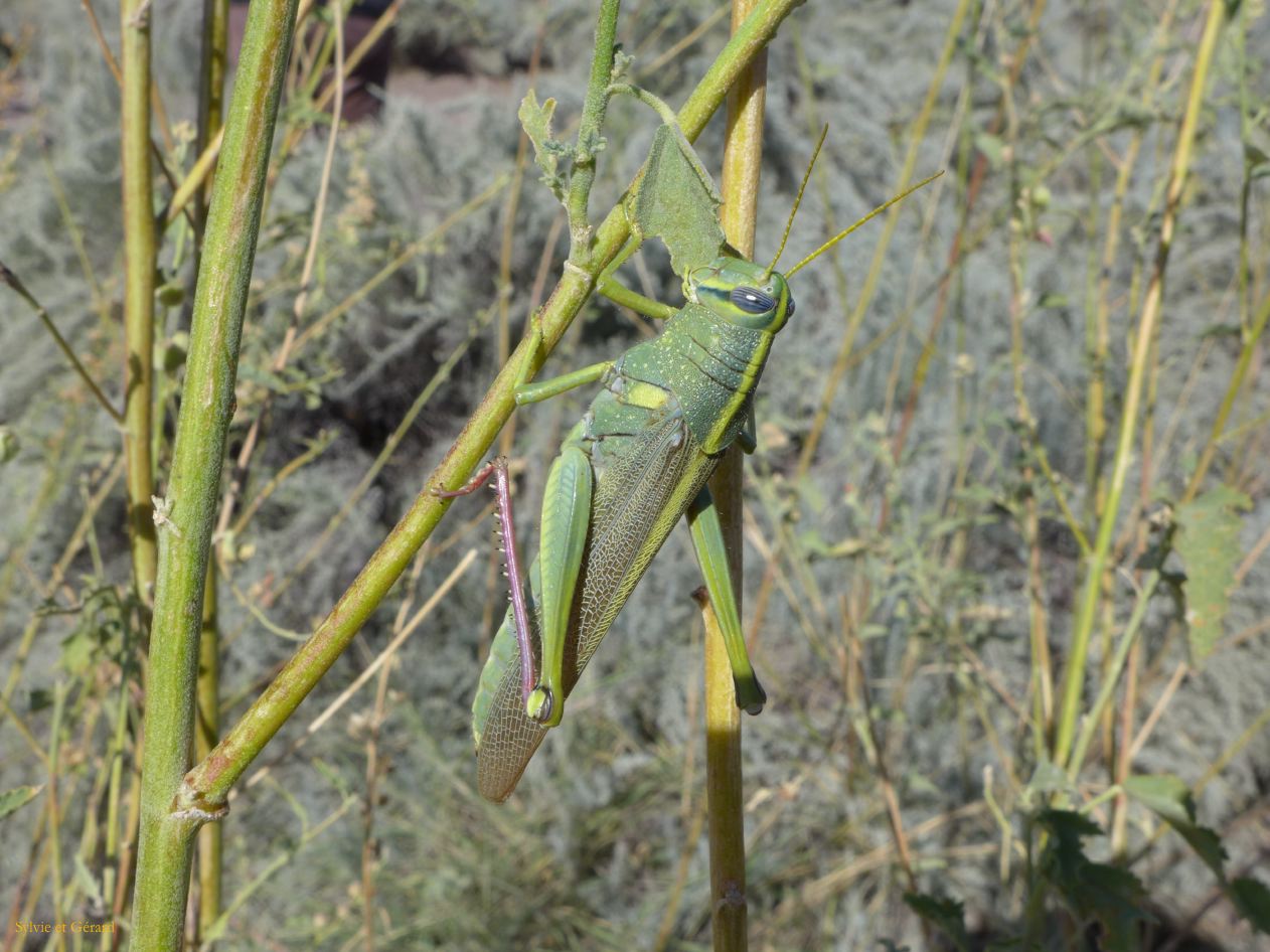 ARIZONA Petrified Forest 02