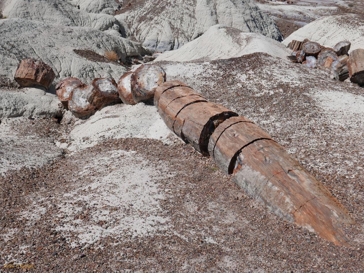 ARIZONA Petrified Forest 26
