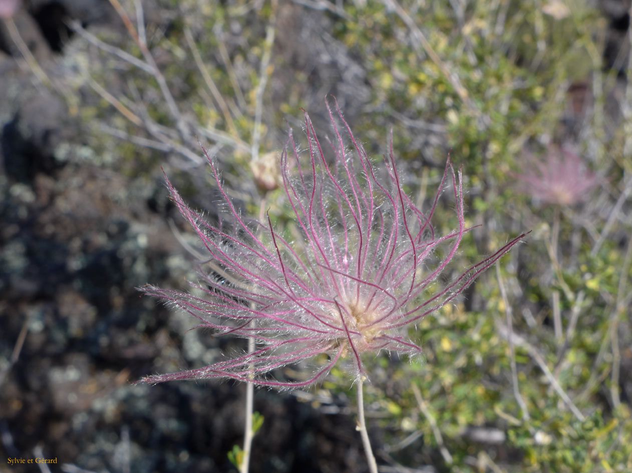 ARIZONA Sunset Crater 08