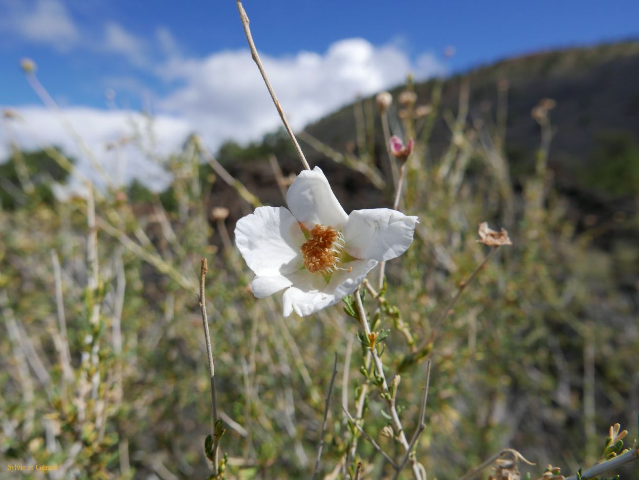 ARIZONA Sunset Crater 10