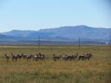 IDAHO Pronghorn antilope 1 sur le chemin migratoire