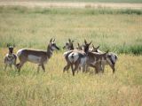 IDAHO Pronghorn antilope 2