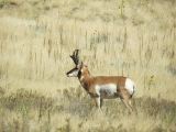 NEVADA Antelope Island Salt Lake City 12 Pronghorn sur le chemin migratoire 