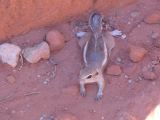 NEVADA Valley of Fire 14