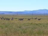 OREGON 04 Pronghorns sur leur chemin de migration