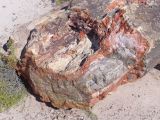 ARIZONA Petrified Forest 09