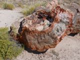 ARIZONA Petrified Forest 19