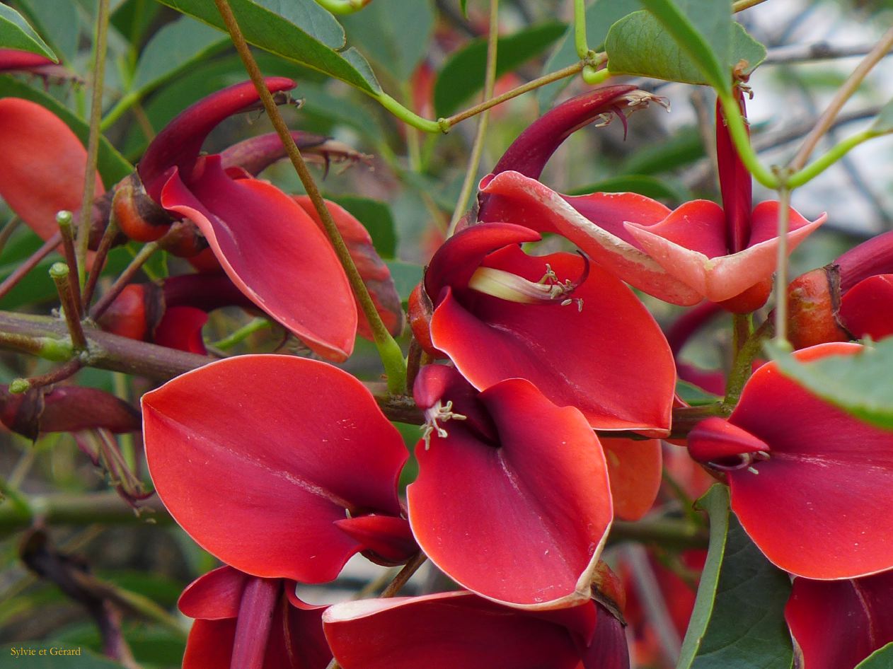 Ceibo arbre national argentin