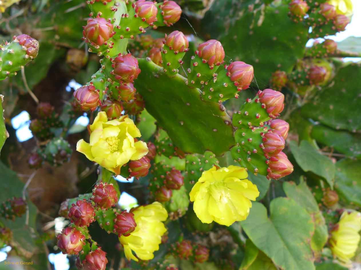 cote du Rio avec des cactus jaunes
