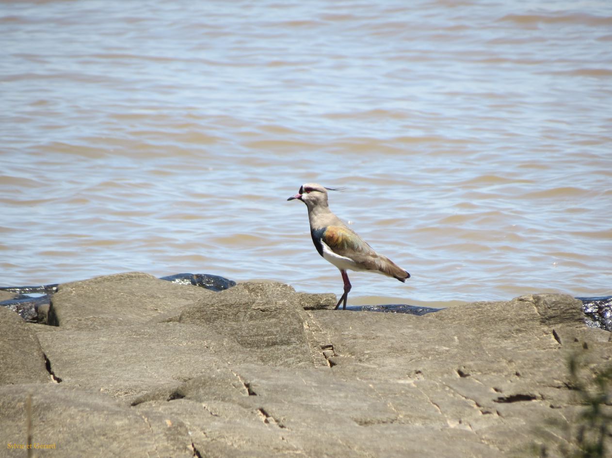 la cote paradis des oiseaux vanneau tero