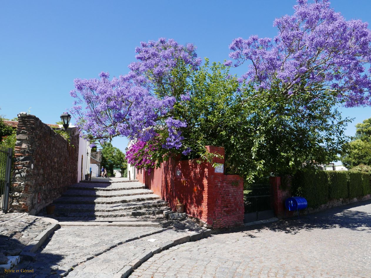 allée pavée ensoleillée