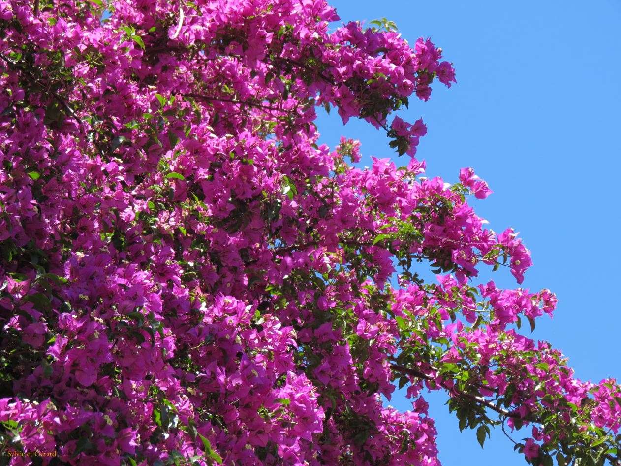 ruelle pavée et ses fleurs de  bougainvilliés