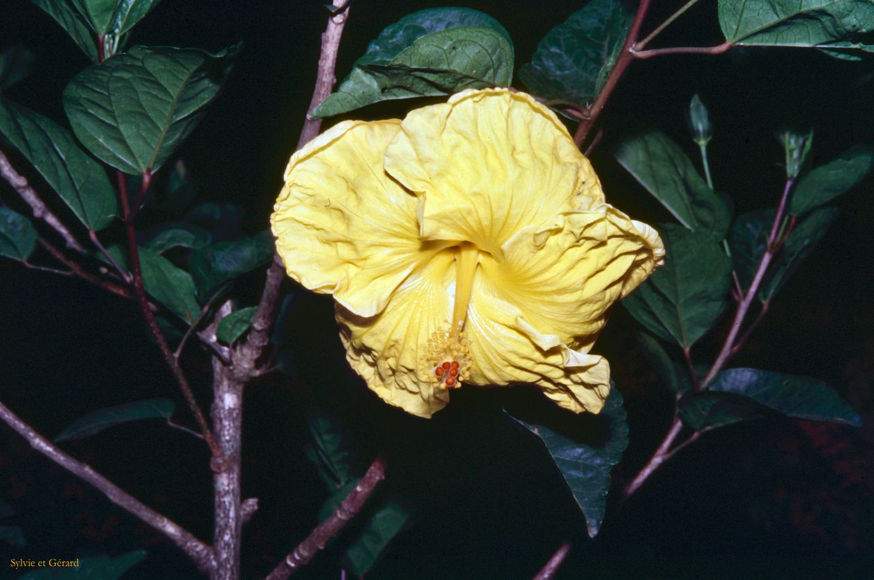 Vietnam 1994-203 Dalat 